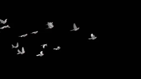 Flying doves background Stock Footage 100648481