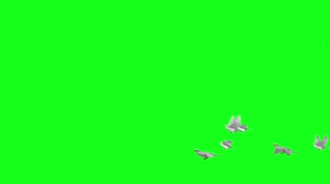 Flying doves on green screen, down right to lef 스톡 동영상 45810871
