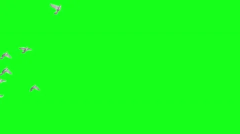 Flying doves on green screen Stock Footage 45810427