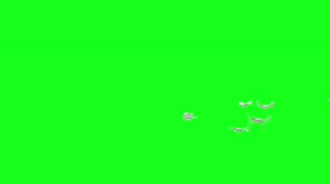 Flying doves on green screen Stock Footage 45810532