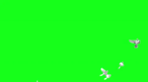 Flying doves on green screen Stock Footage