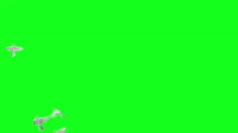 Flying doves on green screen Stock Footage 45810609