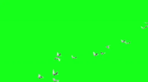 Flying doves on green screen, right to left 스톡 동영상 45810930