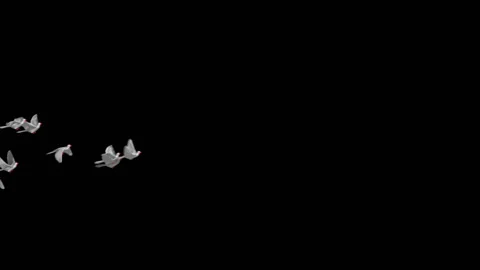 Flying doves matted Stock Footage 100648491