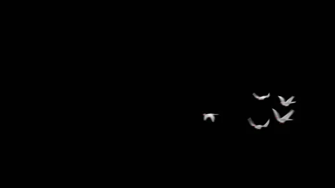 Flying doves matted Stock Footage 100648494