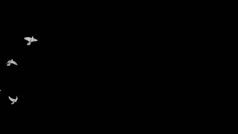 Flying doves matted Stock Footage 100648495