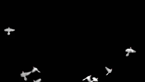 Flying doves matted Stock Footage 100648500
