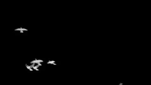 Flying doves matted Stock Footage 100648503