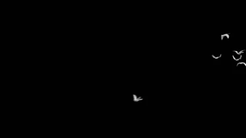 Flying doves matted Stock Footage 100648504