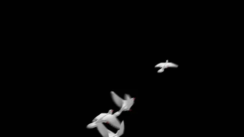 Flying doves matted Stock Footage 100648507