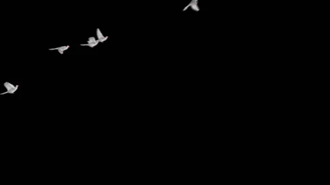 Flying doves matted Stock Footage 100648515