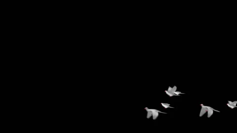 Flying doves matted Stock Footage 100648520