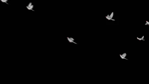Flying doves matted Stock Footage 100648523