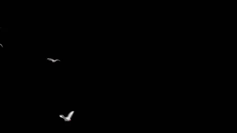 Flying doves matted Stock Footage 100648525