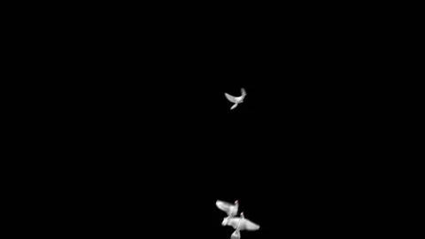 Flying doves matted Stock Footage 100648534