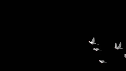 Flying doves matted Stock Footage 100648535