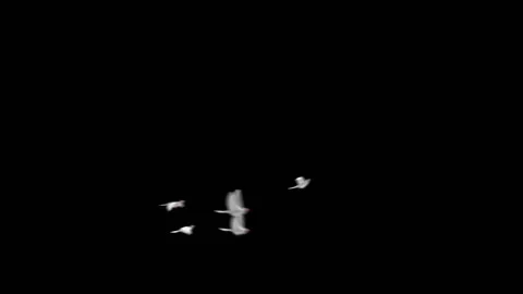 Flying doves matted Stock Footage 100648541