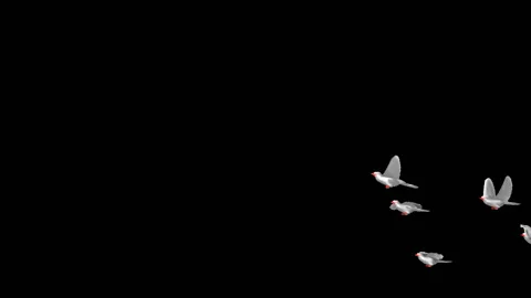 Flying doves matted straight unmatted Stock Footage 100648549