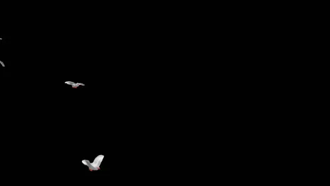 Flying doves matted straight unmatted Stock Footage 100648555