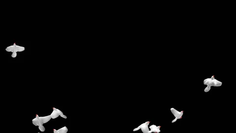Flying doves matted straight unmatted Stock Footage 100648563
