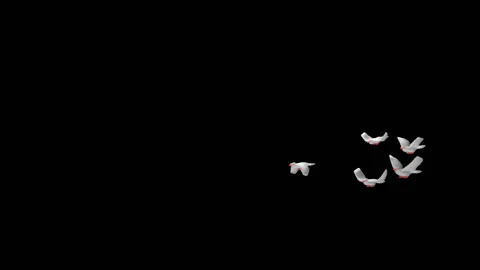 Flying doves matted straight unmatted Stock Footage 100648564