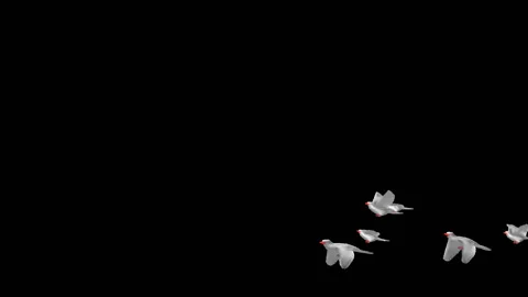Flying doves matted straight unmatted Stock Footage 100648571