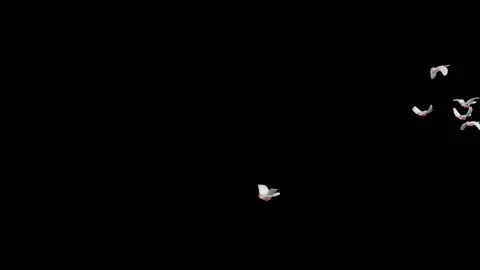 Flying doves matted straight unmatted Stock Footage 100648572