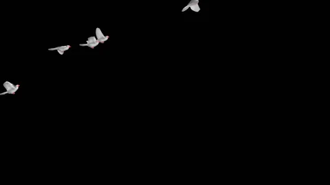 Flying doves matted straight unmatted Stock Footage 100648585
