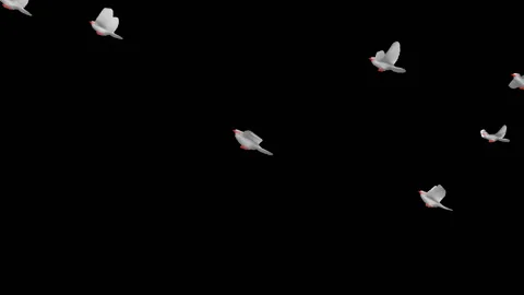 Flying doves matted straight unmatted Stock Footage 100648586