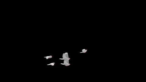 Flying doves matted straight unmatted Stock Footage 100648591