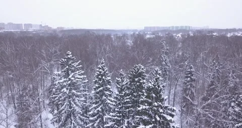 Flying down along pine trees covered by snow Vídeo Stock 143596204