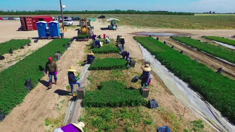 Flying down the center of crops 動画素材 203967805