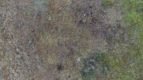 Flying down, closer to the ground, landing on green grass. Stock Footage 69837564