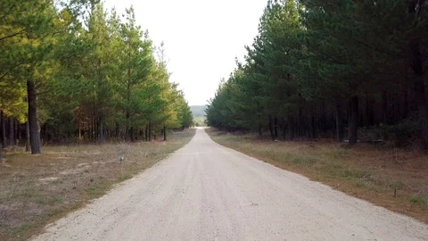 Flying Down a Dirt Road In a Pine Forest 動画素材 88758015