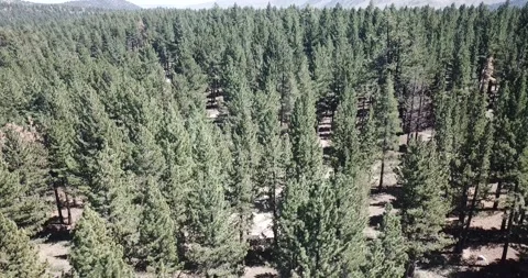 Flying Down Into The Eastern Sierra Nevada Mountains Inyo National Forest Video stock 219581442