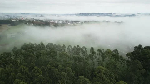 Flying down into eucalyptus forest with small city in background and low clouds. Stock Footage 234638655