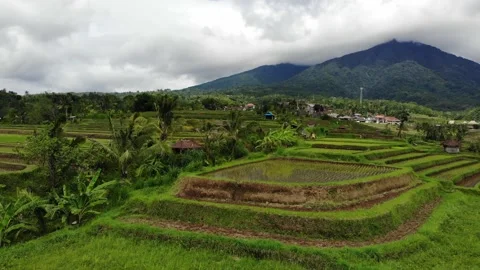 Flying down over a rice field in Bali 4K Stock Footage 168047581