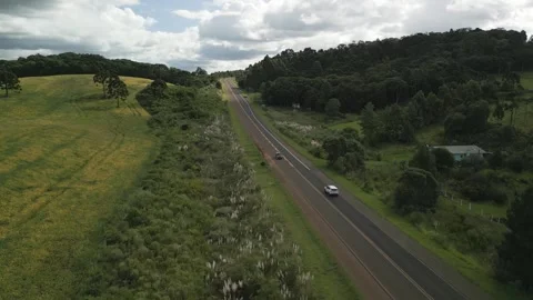 Flying down over a soybean field with araucaria trees and woods. Stock Footage 253367105