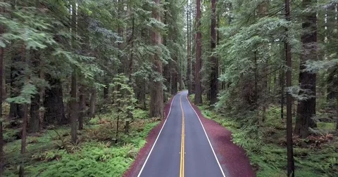 Flying down paved road in Redwood forest of northern California Stock Footage