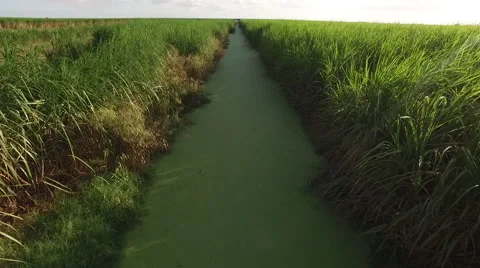 Flying down ravine in Cane field at 60fps Stock Footage 57686751