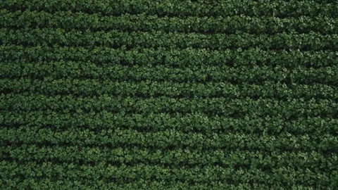 Flying down soybean field at diffused light. Aerial view. Soybean crop. Video stock 253363912