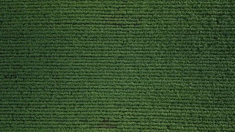 Flying down soybean field at diffused light. Aerial view. Soybean crop. Stock Footage 253368344