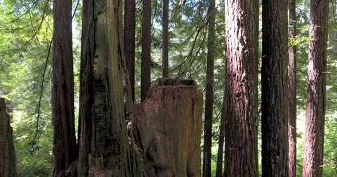 Flying down tall Redwood trees in northern California forest Stock Footage 72980471