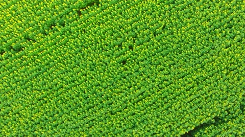 Flying down towards of the meadow of fresh sunflowers Video stock 65394370