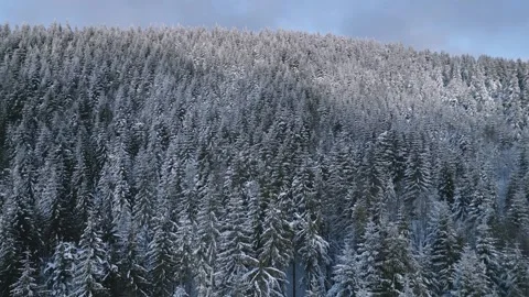 Flying down into the winter forest Stock Footage 270600871