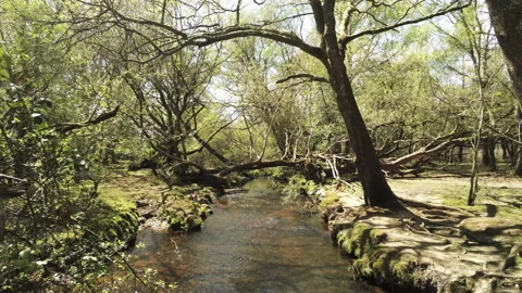 Flying Downstream - New Forest Stock Footage 153977864