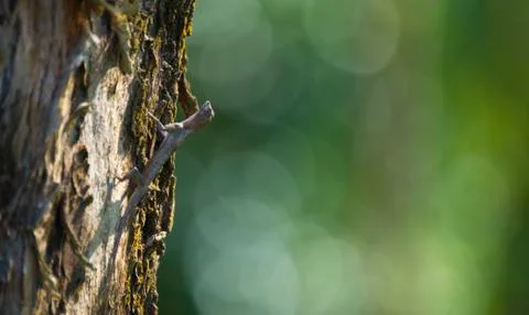 Flying dragon, Flying lizard on the tree at Khao Yai National Park, Thailand Stock Photos