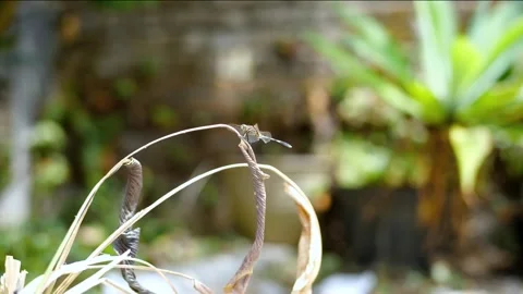Flying dragonfly Stock Footage 249715226