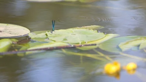 Flying dragonfly over the rive Video stock 100870704