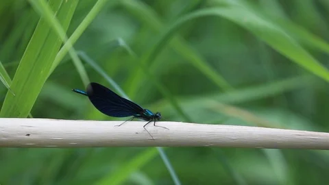 Flying dragonfly over the rive Video stock 100870774